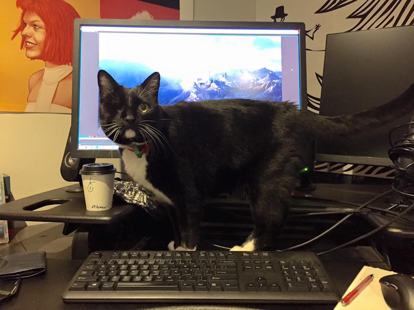 10_cat